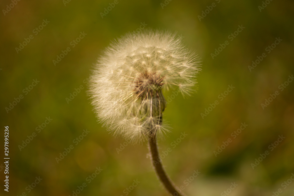 Fototapeta premium dandelion