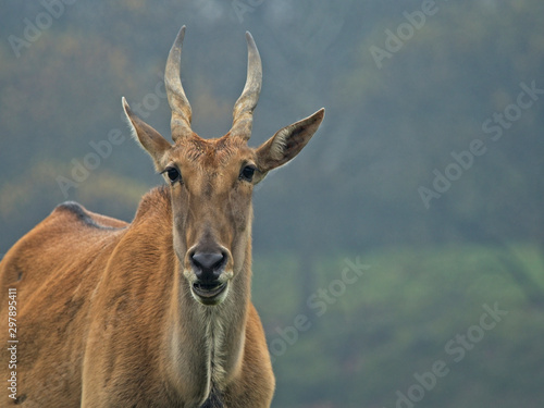 The look of an Eland Antelope