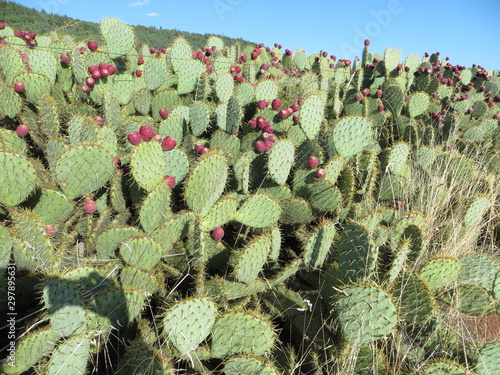 Autour du lac du salagou