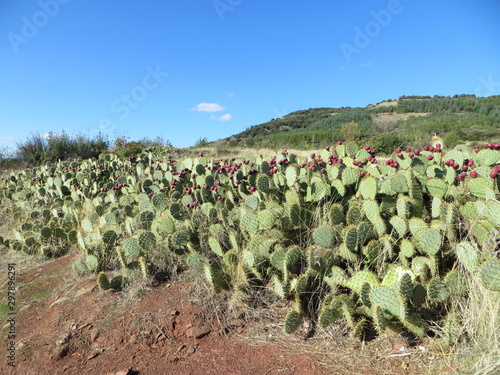 Autour du lac du salagou