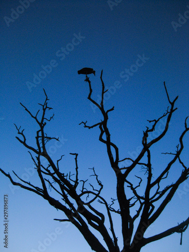 Silhouette of a  bird perched on the tip of a branch of a bare tree in Serengeti National Park in Tanzania  Africa after sunset