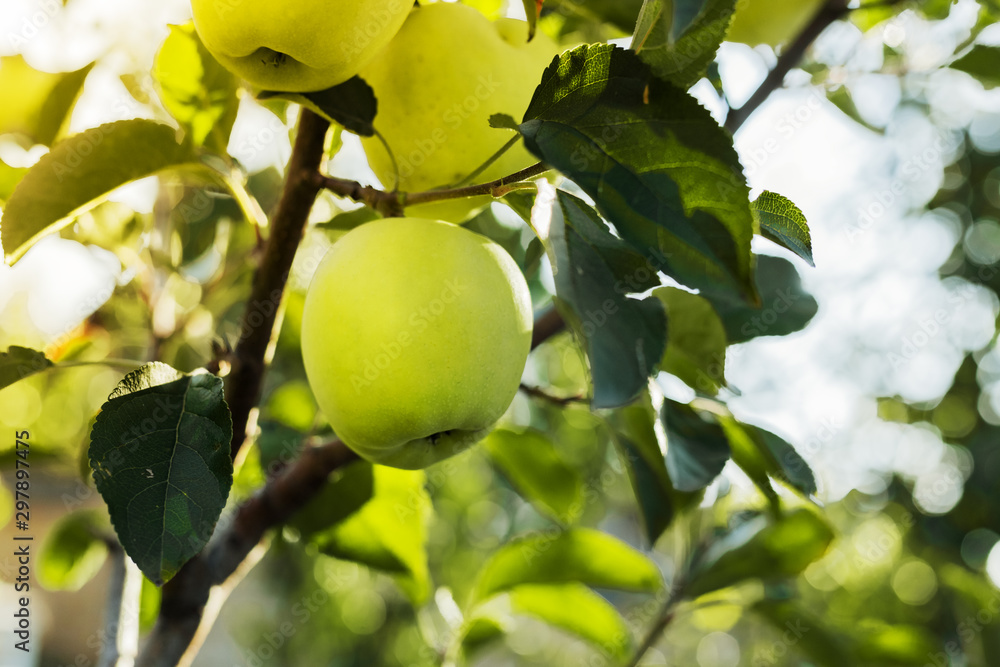 Beautiful tasty green apple on branch of apple tree in orchard. Autumn harvest in the garden outside. Village, rustic style. Copy space. Beautiful tasty green apple on branch of apple tree in orchard. Autumn harvest in the garden outside. Village, rustic style. Copy space.