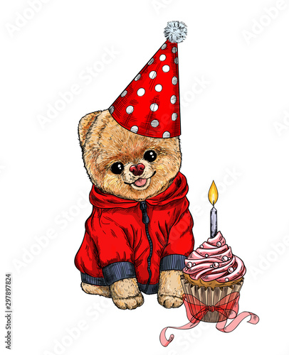 Pomeranian toy dig dressed in birthday hat