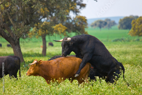 Fighting bulls, Dehesa, Mediterranean forest, Sevilla province, Andalucia, Spain