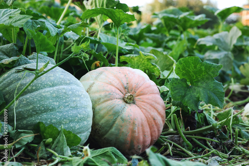 Ripe pumpkins in the garden