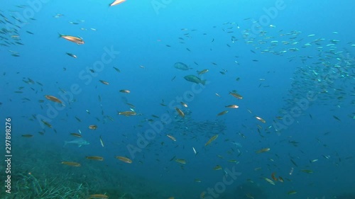 Underwater scene - Sardines, dentex, grouper fishes and a barracuda in a Mediterranenan sea reef photo