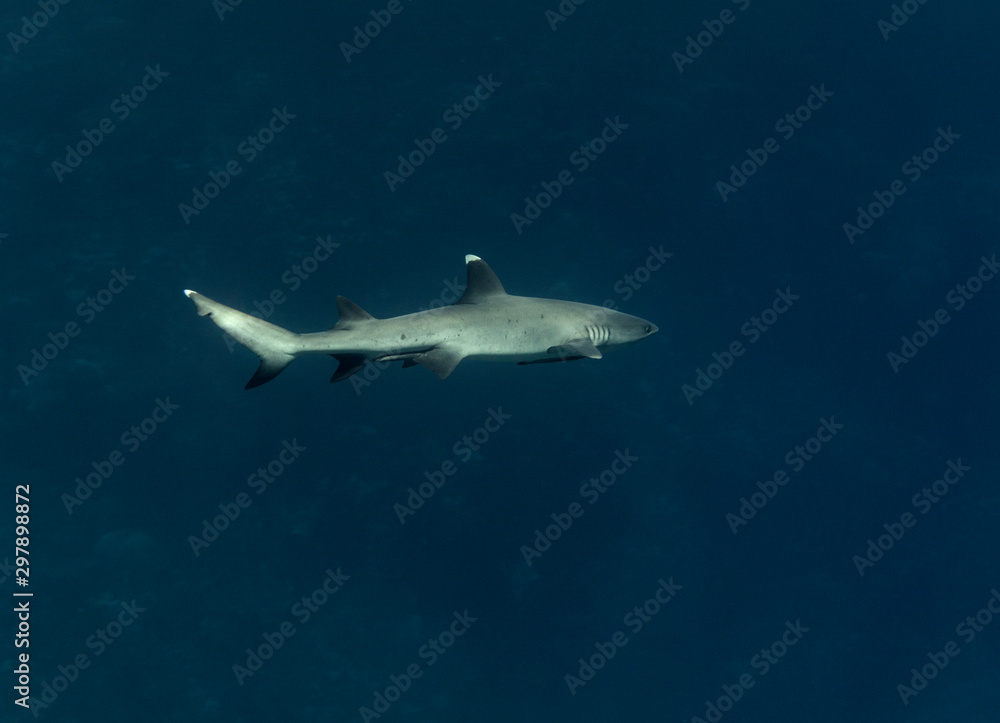 Naklejka premium White tip reef shark (Triaenodon obesus) swimming in the sea.