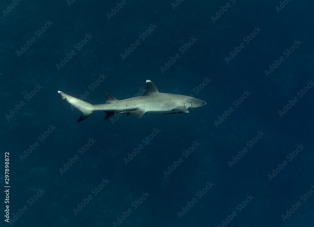 White tip reef shark (Triaenodon obesus) swimming in the sea.