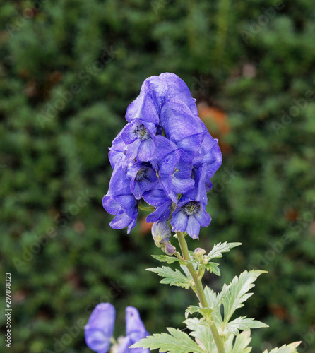 Aconitum carmichaelii - Gros plan sur une fleur bleue violette d'Aconit de Carmichael photo