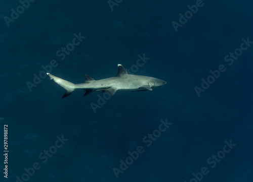 White tip reef shark (Triaenodon obesus) swimming in the sea. © HannaIvanova
