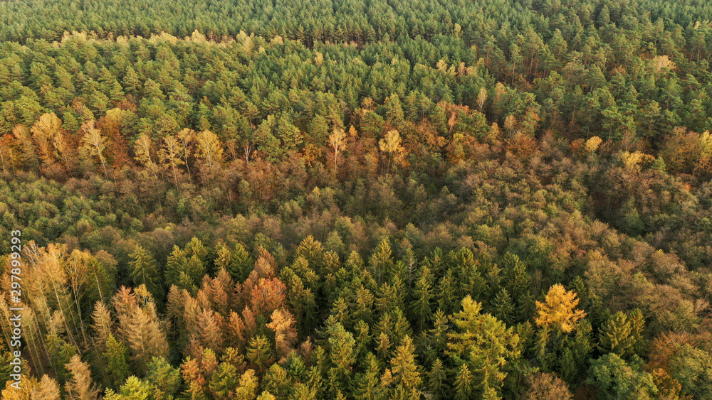 Herbstlicher Mischwald Herbstlicher Mischwald