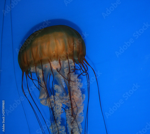 jellyfish in water © dan