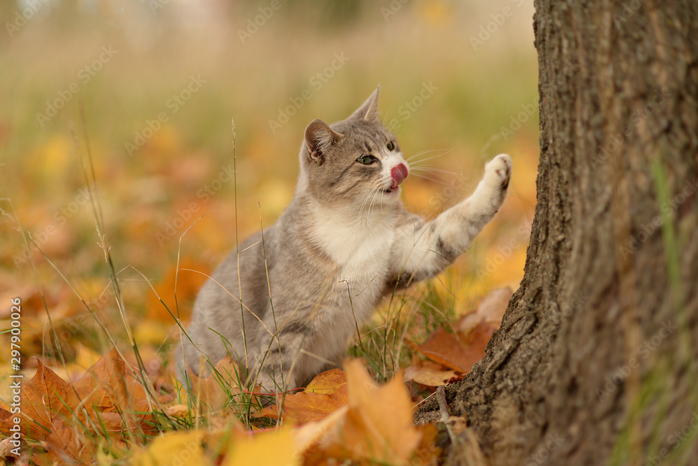 grey cat in autumn Park with yellow leaves