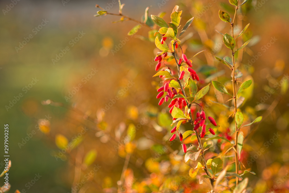 barberry red berries on a blurred autumn background barberry red berries on a blurred autumn background