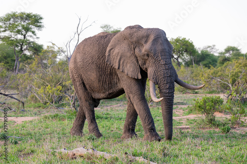 Lone huge elephant bull walking through the bush