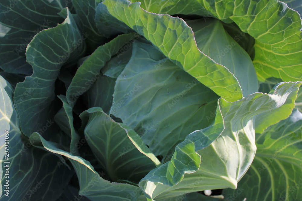 Obraz premium Big head of fresh juicy cabbage growing in the garden. top view, close up. Young cabbage in the spring. Autumn harvest