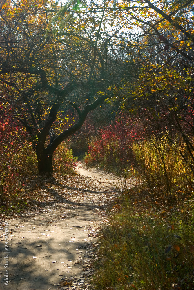 Obraz premium autumn forest landscape closeup