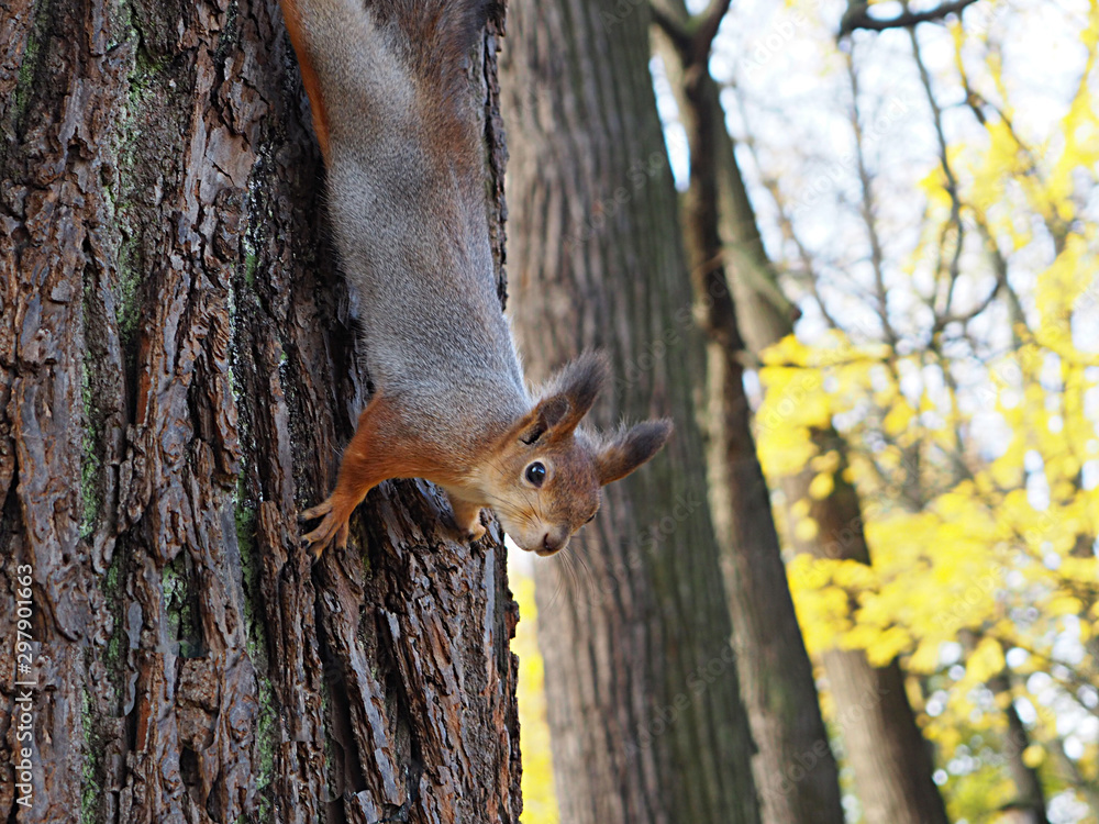 squirrel descends down a tree trunk