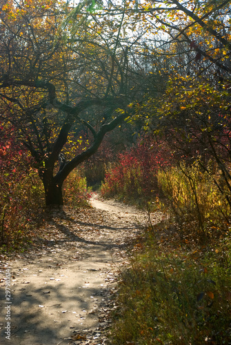 autumn forest landscape closeup