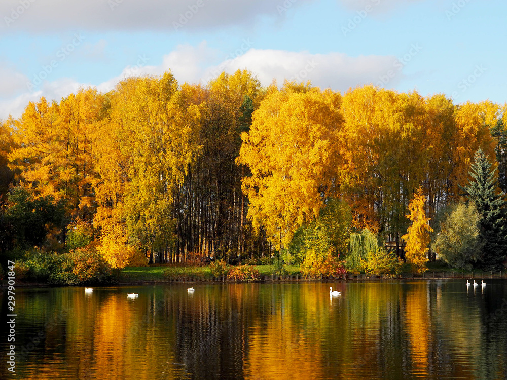lake with floating swans in an autumn park, reflection of colorful trees in the water lake with floating swans in an autumn park, reflection of colorful trees in the water
