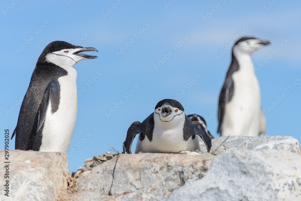 Fototapeta premium Chinstrap penguin on the beach in Antarctica