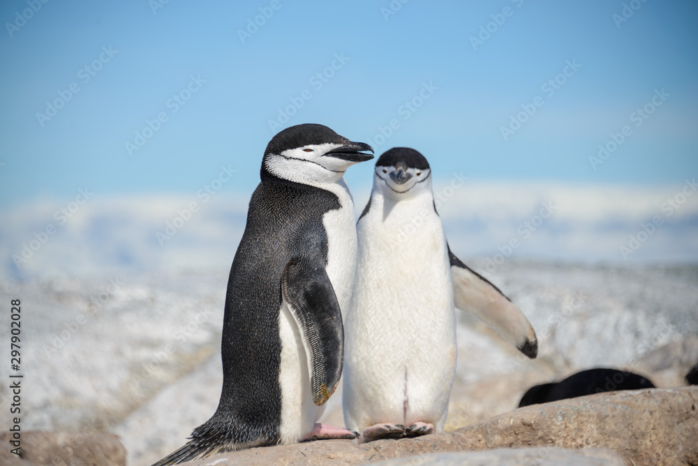 Obraz premium Chinstrap penguin on the beach in Antarctica
