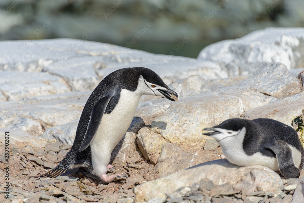 Naklejka premium Chinstrap penguin on the beach in Antarctica