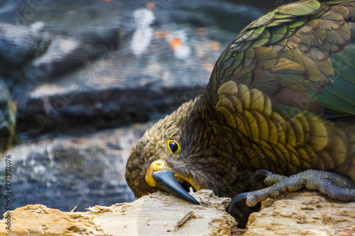 closeup of kea parrot chewing on wood, typical bird behavior, Endangered animal specie from new zealand photo