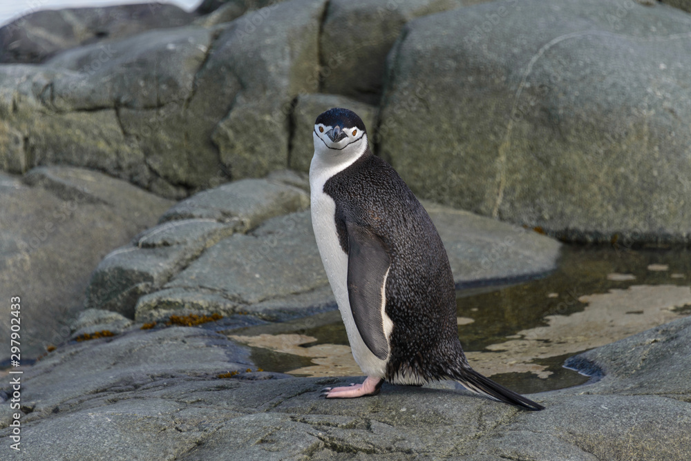 Naklejka premium Chinstrap penguin on the rock close up