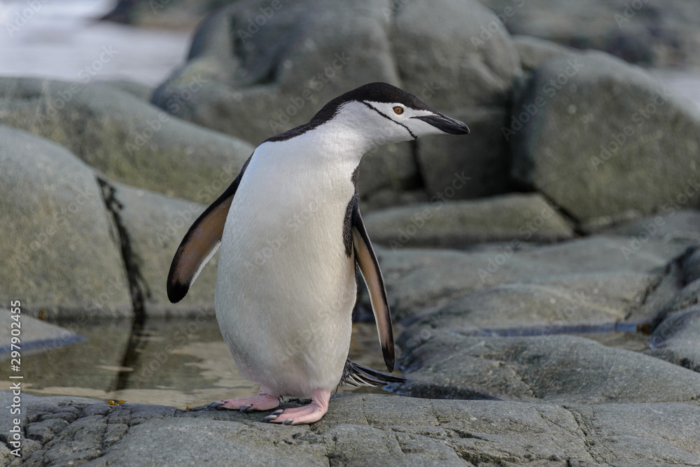 Fototapeta premium Chinstrap penguin on the rock close up