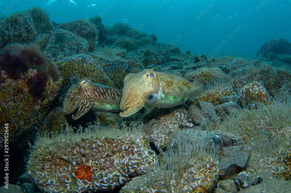 Fototapeta premium Two cephalopods are mating under the sea