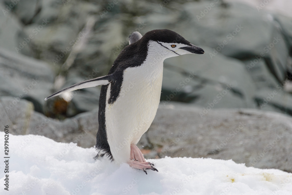 Obraz premium Chinstrap penguin on the snow in Antarctic