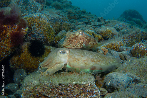 Wallpaper Mural Two cephalopods are mating under the sea Torontodigital.ca