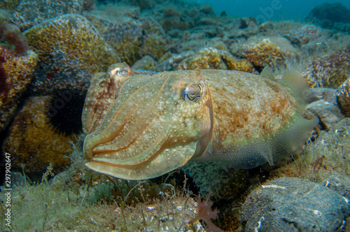Wallpaper Mural Two cephalopods are mating under the sea Torontodigital.ca