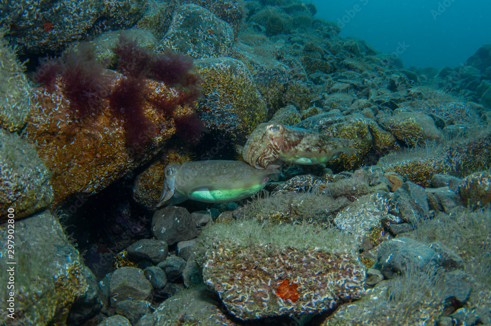 Fototapeta premium Two cephalopods are mating under the sea