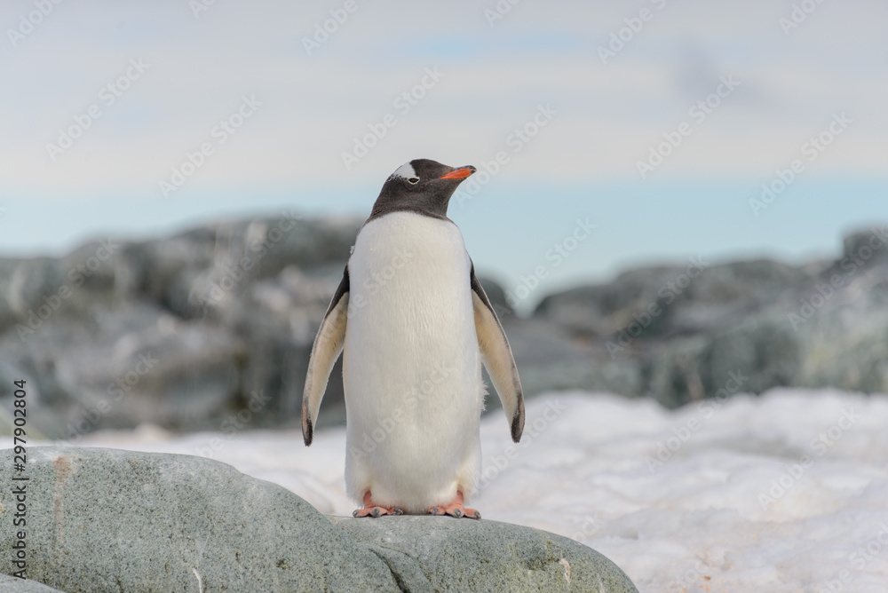Naklejka premium Gentoo penguin on the snow in Antarctic