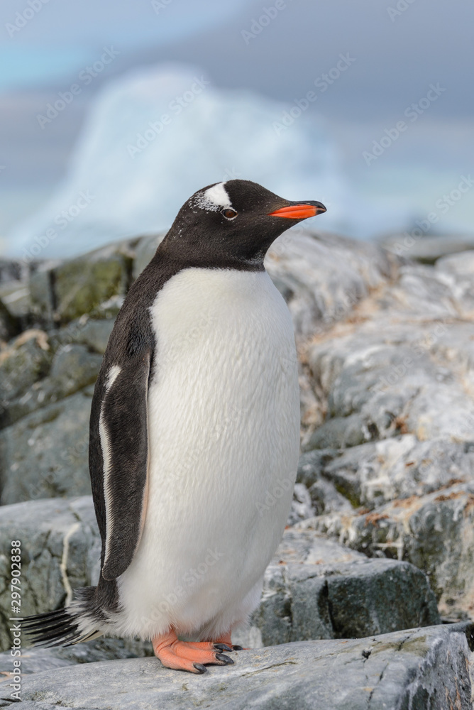 Naklejka premium Gentoo penguin on the snow in Antarctic