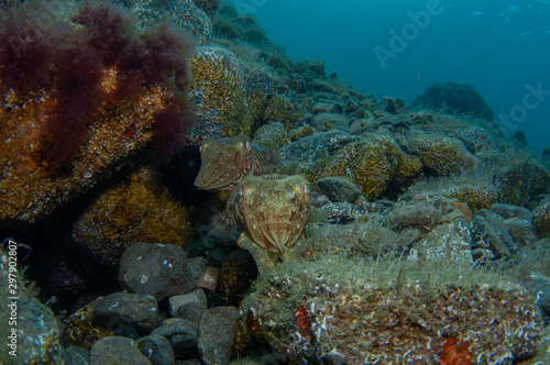 Wallpaper Mural Two cephalopods are mating under the sea Torontodigital.ca