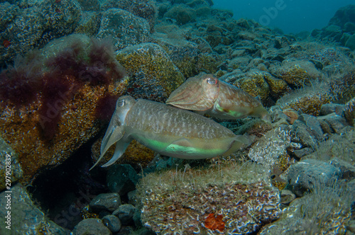 Wallpaper Mural Two cephalopods are mating under the sea Torontodigital.ca