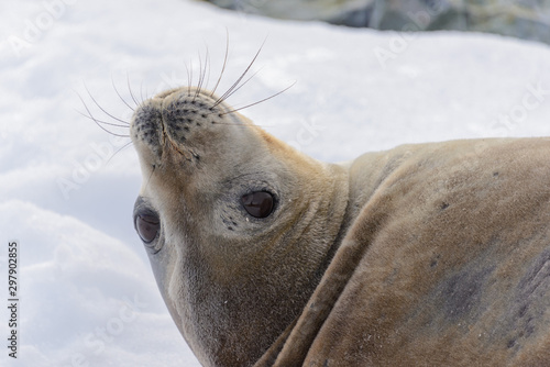 Leopard seal head close up photo