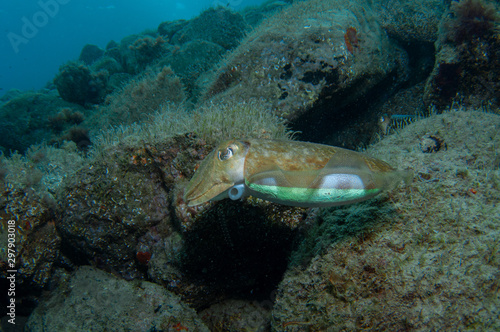 Wallpaper Mural Two cephalopods are mating under the sea Torontodigital.ca