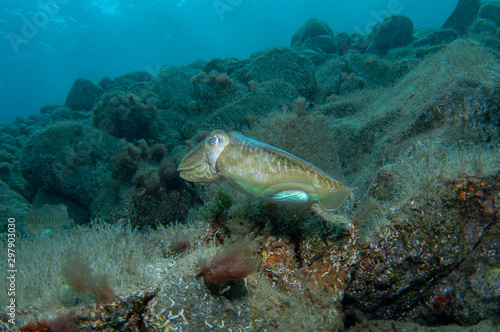 Wallpaper Mural Two cephalopods are mating under the sea Torontodigital.ca