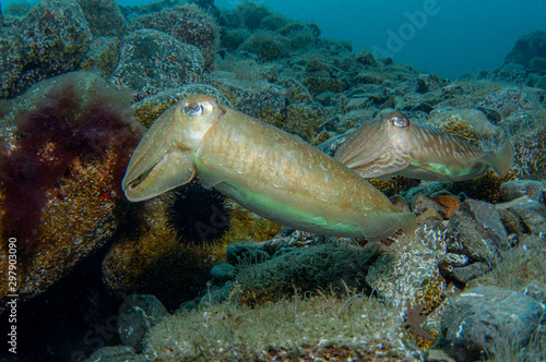 Wallpaper Mural Two cephalopods are mating under the sea Torontodigital.ca