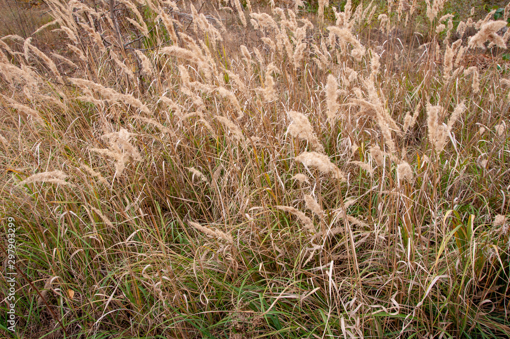 Tall yellow autumn grass on a field close-up Tall yellow autumn grass on a field close-up