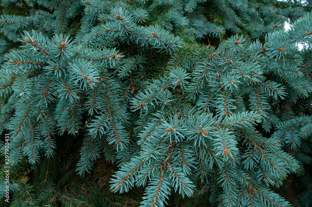 Beautiful spruce branches with green and blue needles