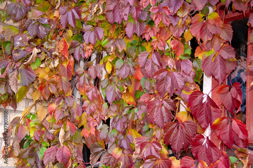 Red leaves of wild grape on a brick wall