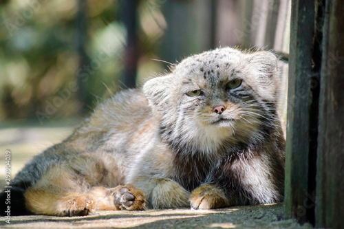 Photography Wild Cat Otocolobus Manul Lying Down