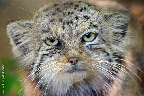 Photography Wild Cat Otocolobus Manul Head Close Up