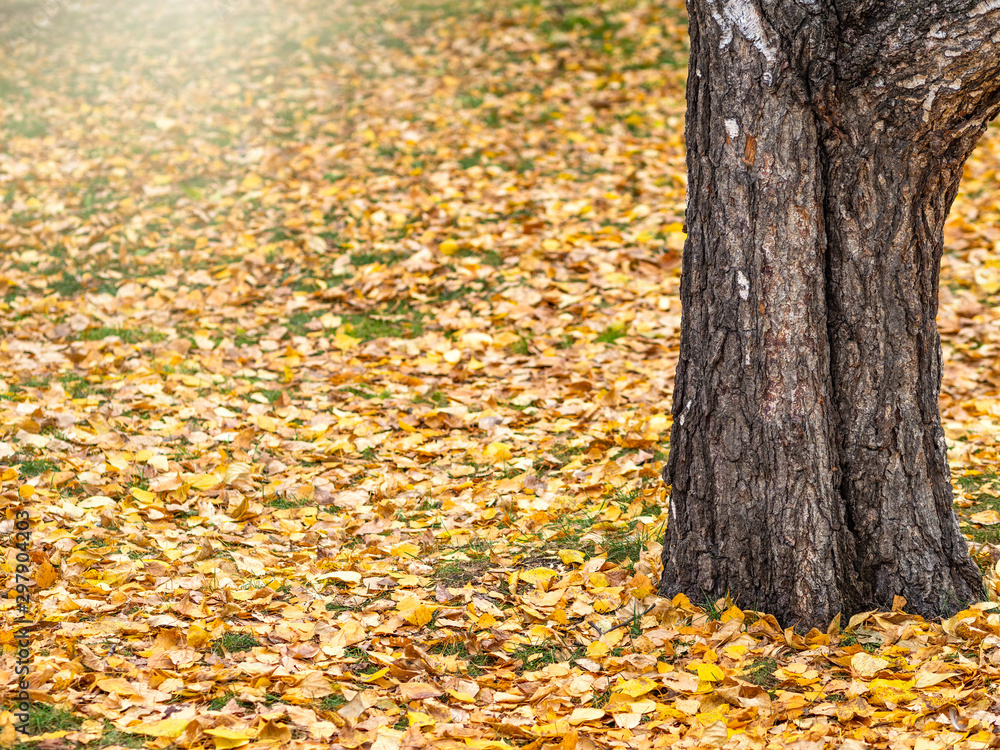 Birch trees in autumn park with yellow leaves on the ground. Birch trees in autumn park with yellow leaves on the ground.