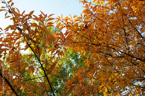 Orange and yellow autumn leaves of a tree on a background of blue sky